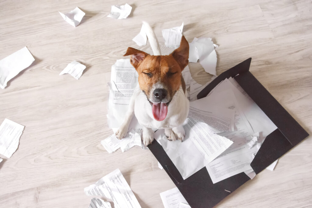 Bad,Dog,Sitting,On,The,Torn,Pieces,Of,Important,Documents.